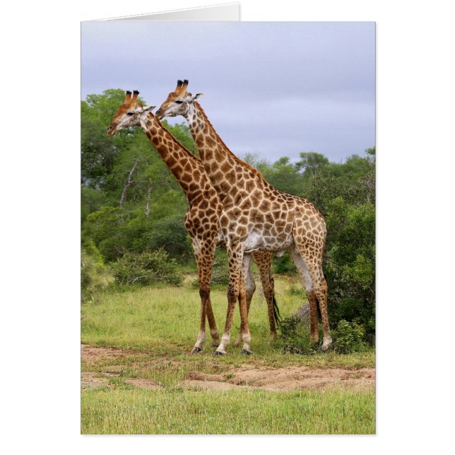 Carte Giraffes (Devant)