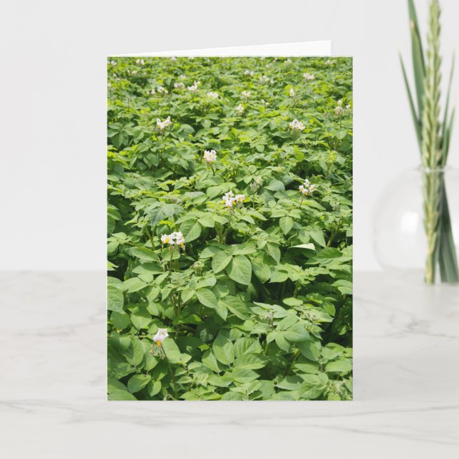 Carte Gisement de pomme de terre (Devant)