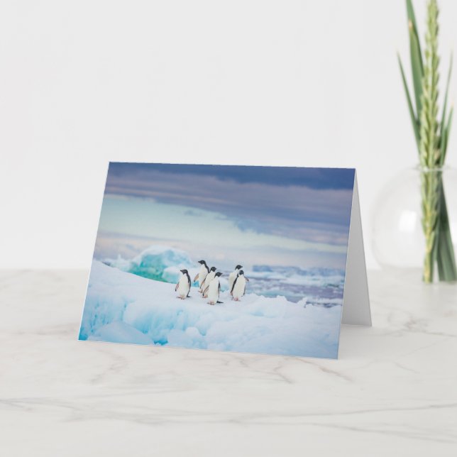 Carte Glace et neige | Adelie Penguins Antarctique (Devant)