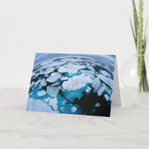 Carte Glace et neige   Ours polaire, Océan Arctique, Sva