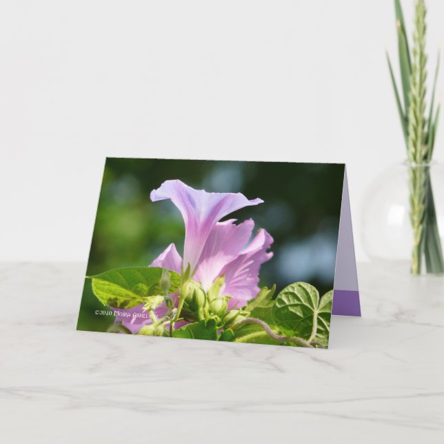 Carte Gloire du matin 2 (Devant)