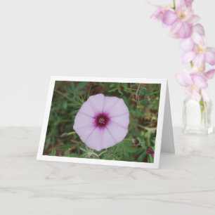 Carte Gloire du Matin Lilas, Fleur Sauvage de Liseron Ma