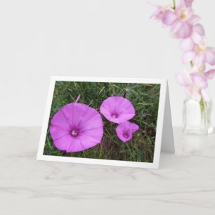 Carte Gloire du Matin Pourpre, Fleurs Sauvages de Lisero