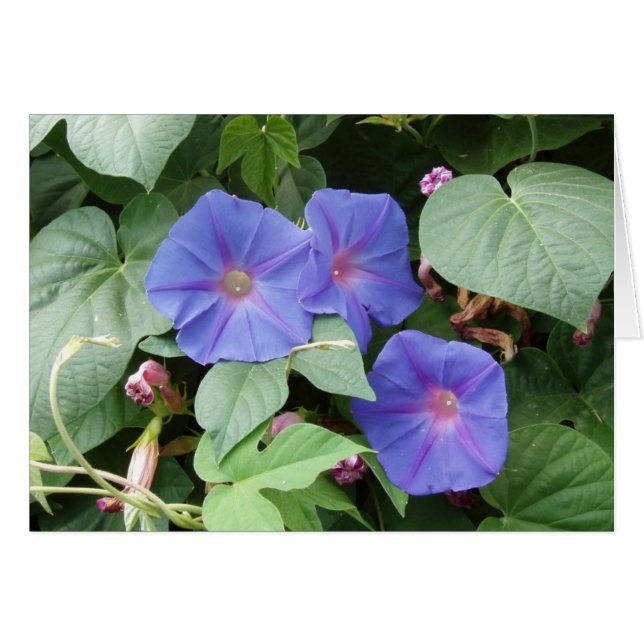 Carte Glories Moring (Devant horizontal)