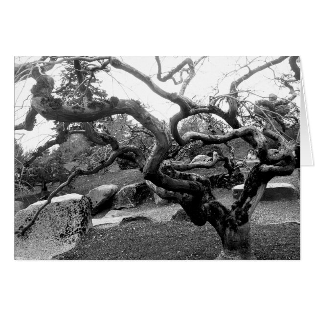 Carte Gnarly de l'érable 5x7 (Devant horizontal)