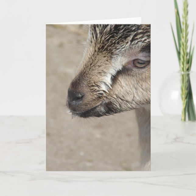 Carte Goat Kid (Devant)
