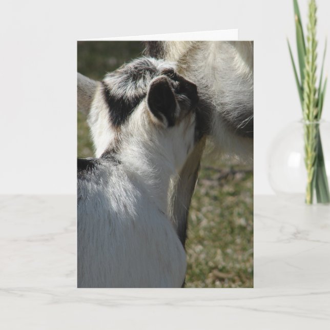 Carte Goat Kid boit du lait, fête des mères (Devant)