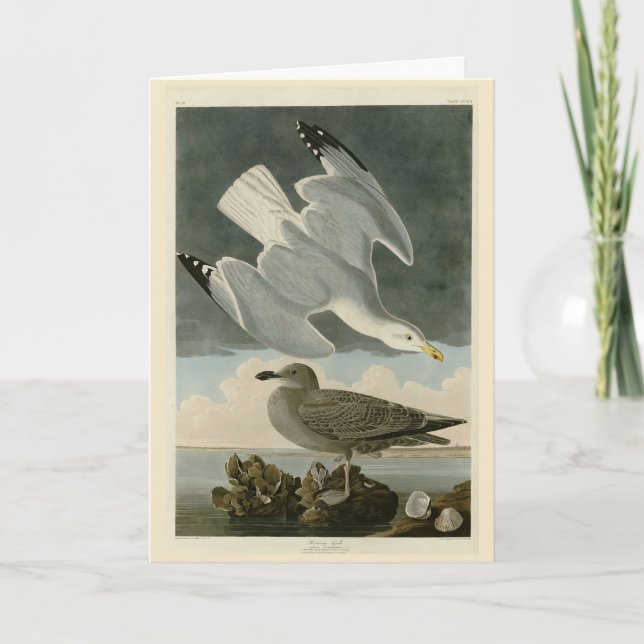 Carte Goéland argenté des oiseaux américains de John Aud (Devant)