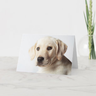 Carte Golden Labrador Puppy Closeup
