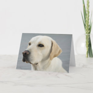 Carte Golden Labrador Retriever Photographie
