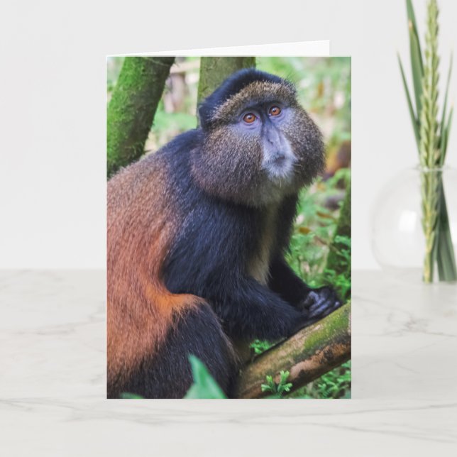 Carte Golden Monkey, Rwanda (Devant)