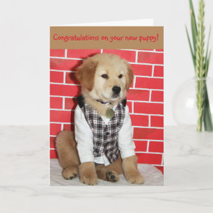 Carte Golden New Puppy