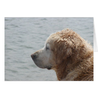 Carte Golden Retriever