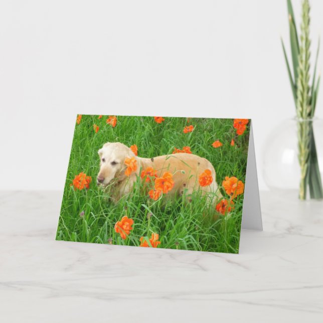 Carte Golden Retriever dans le pavot (Devant)