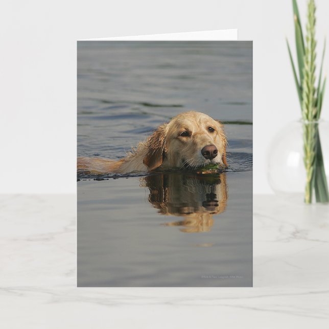 Carte Golden retriever nageant (Devant)