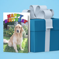Golden Retriever Photo Belle Arc-en-ciel Anniversa