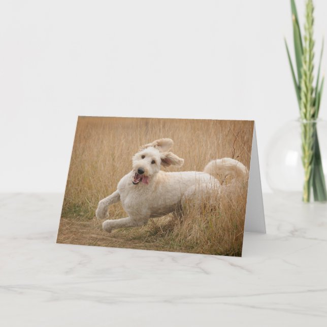 Carte Goldendoodle traverse l'herbe (Devant)