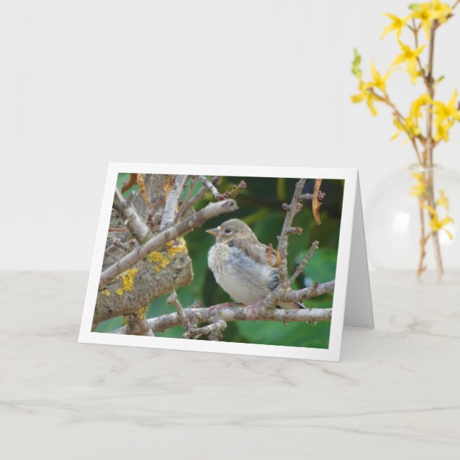Carte Goldfinch juvénile dans l'arbre aux amandes (Fleur jaune)