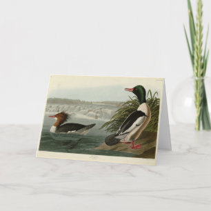 Carte Goosander (Merganser commun) Oiseaux d'Audubon