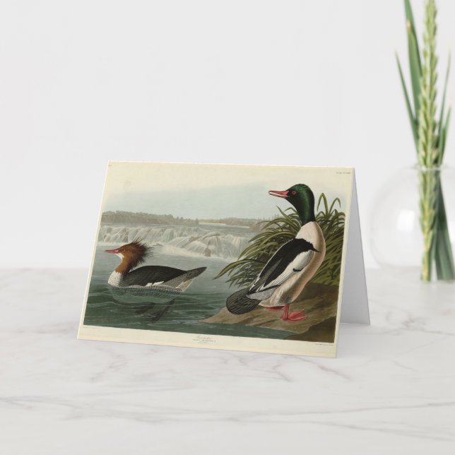 Carte Goosander (Merganser commun) Oiseaux d'Audubon (Devant)