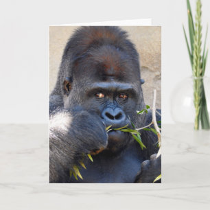 Carte Gorilla