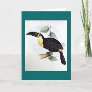 Carte Gould - toucan Osculant