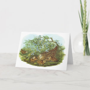 Carte Gould - Woodcock - rusticola de Scolopax