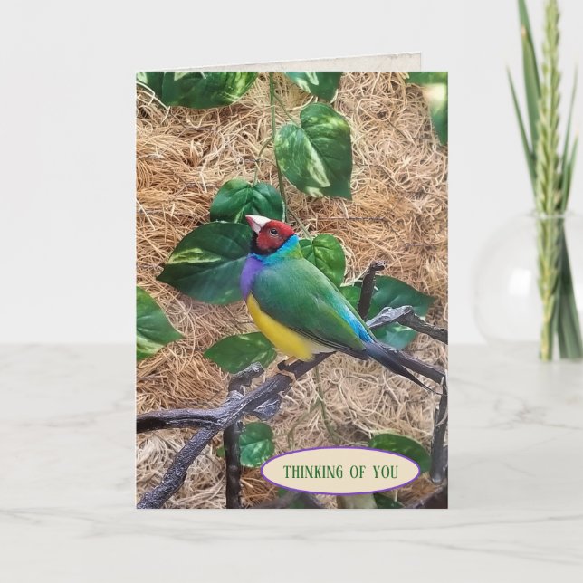 Carte Gouldian Finch sur branche pour penser à vous (Devant)