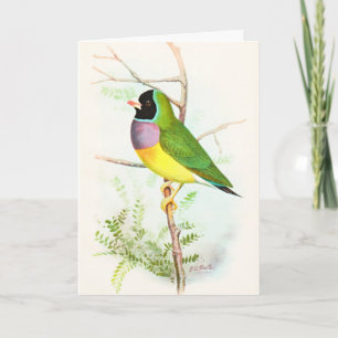 Carte Gouldian Rainbow Finch Endanged Oiseau Australien