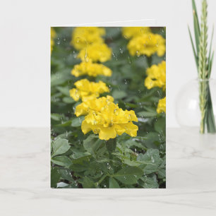 Carte gouttes de pluie et fleur de marigold