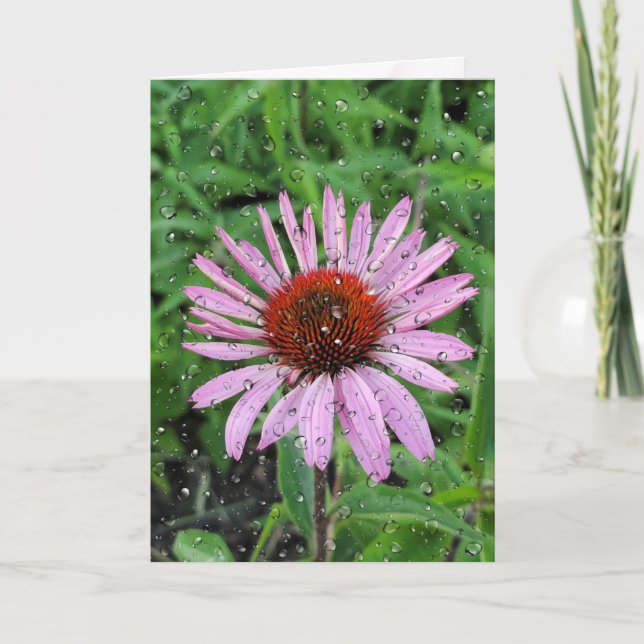 Carte Gouttes de pluie sur Echinacea (Devant)