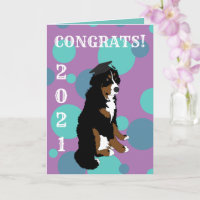 Graduation Bernese Mountain Dog