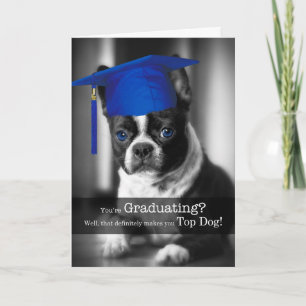 Carte Graduation congratulations Boston Terrier Dog