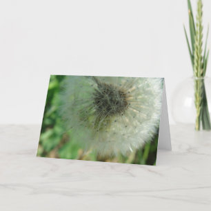 Carte Graines de Dandelion