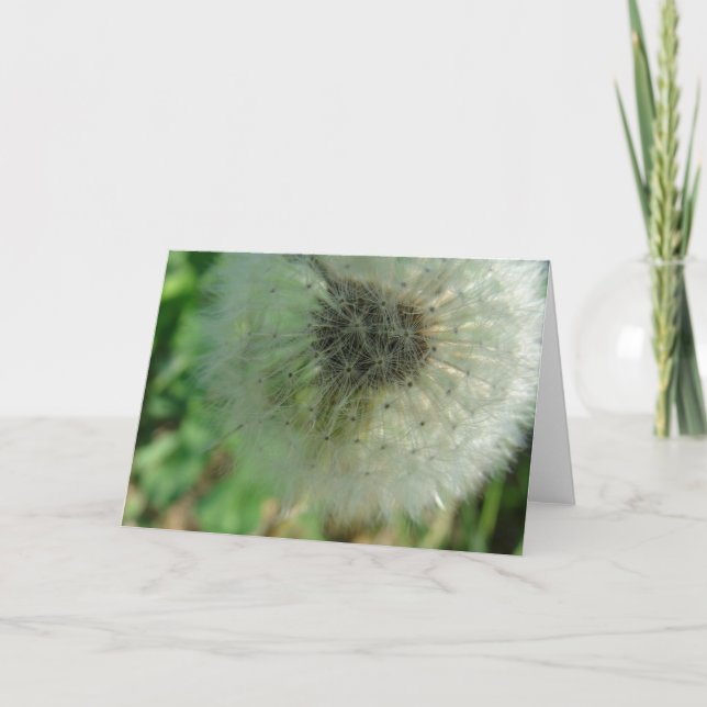 Carte Graines de Dandelion (Devant)