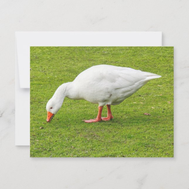 Carte Graissage Emden Goose (Devant)