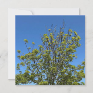 Carte Grand Ash Tree Dans La Belle Photo Ciel Bleu