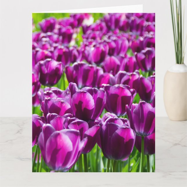 Carte Grand champ de tulipes violettes    (Devant)