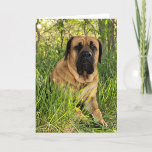 Carte Grand chien anglais de mastiff - souhaits