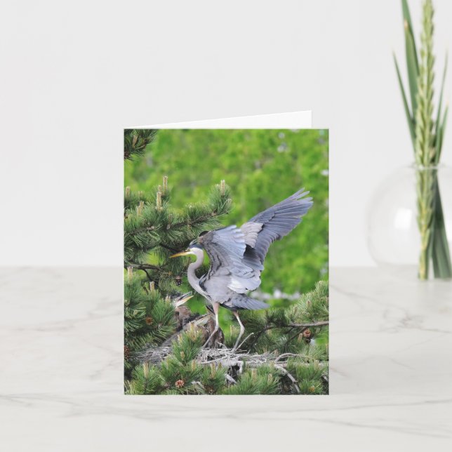 Carte Grand Héron Bleu & Bébés ! (Devant)