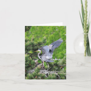 Carte Grand Héron Bleu & Bébés !