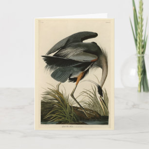 Carte Grand héron bleu des oiseaux d'Amérique d'Audubon