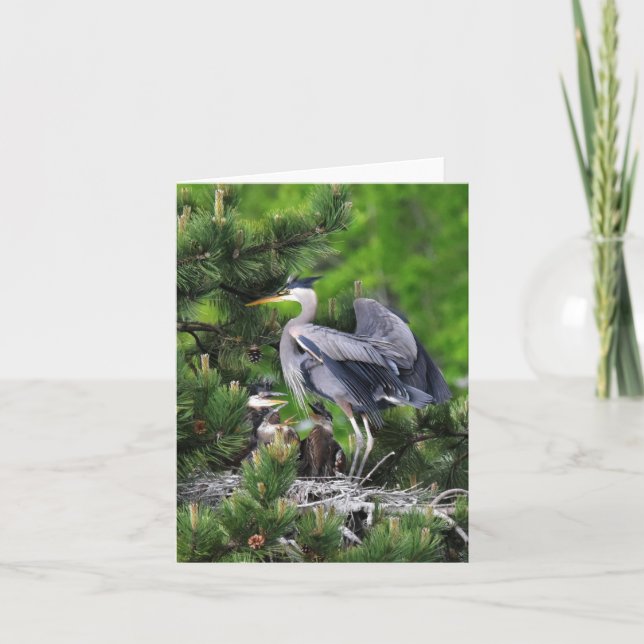 Carte Grand Héron Bleu et ses Bébés ! (Devant)