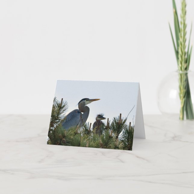 Carte Grand Héron bleu et son Bébé (Devant)