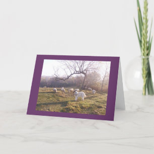 Carte Grand Pyr et troupeau