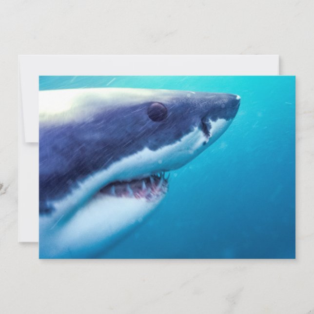 Carte Grand requin blanc | Afrique du Sud (Devant)