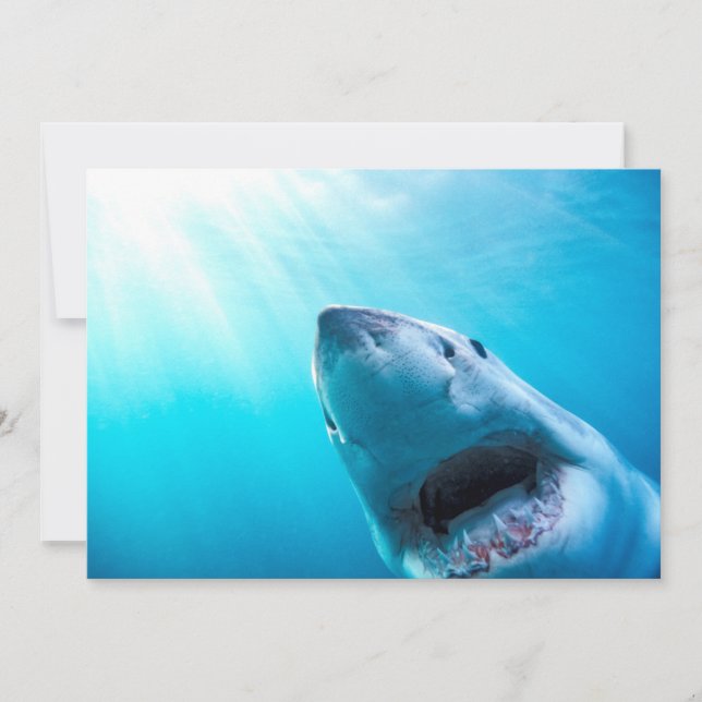 Carte Grand requin blanc | Afrique du Sud (Devant)