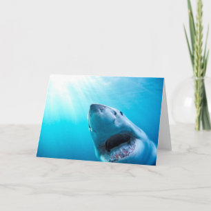 Carte Grand requin blanc  Afrique du Sud