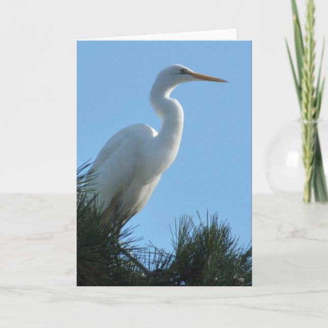 Carte Grande Aigrette en Floride ensoleillée (Devant)