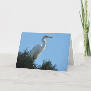 Carte Grande Aigrette en Floride ensoleillée
